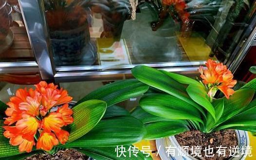秋养君子兰、蟹爪兰、大花蕙兰,天凉后做好这些,嗖嗖地开花
