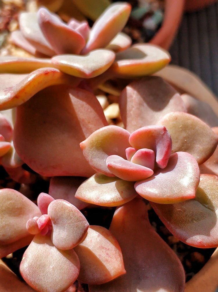 成长|与多肉一起走过的日子,见证多肉的成长过程!