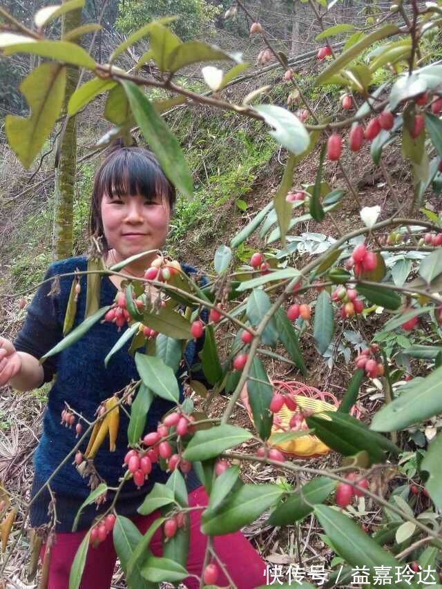 红奶果|大山里的“红奶果”，农民都喜欢沾着辣椒吃，你认识吗