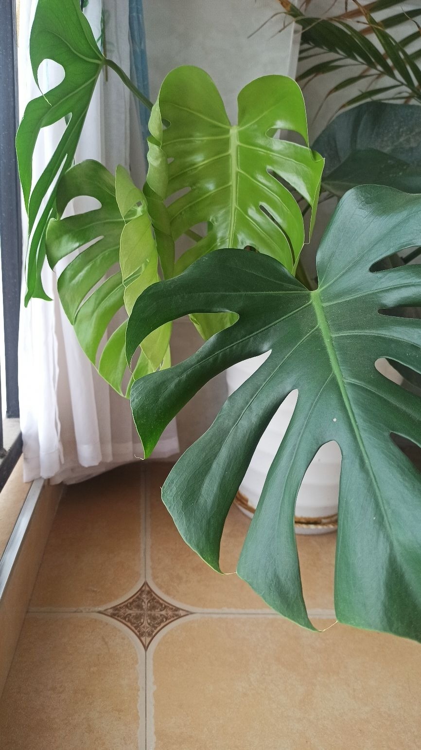 新装修的房子养9种花，净化空气效果好，养在家里也漂亮