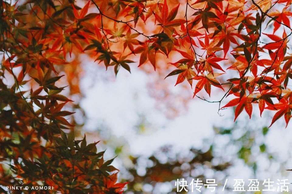 青森|日本青森夏日祭--神秘而热闹的睡魔祭