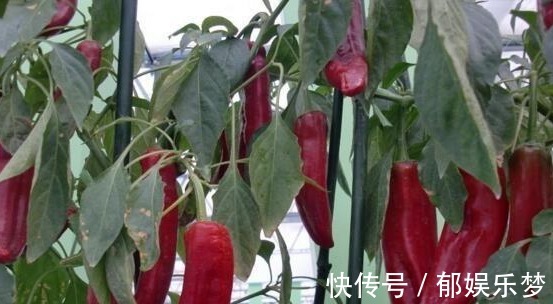 养花不如用塑料袋种辣椒,简单方便又高产100斤,能吃还能卖