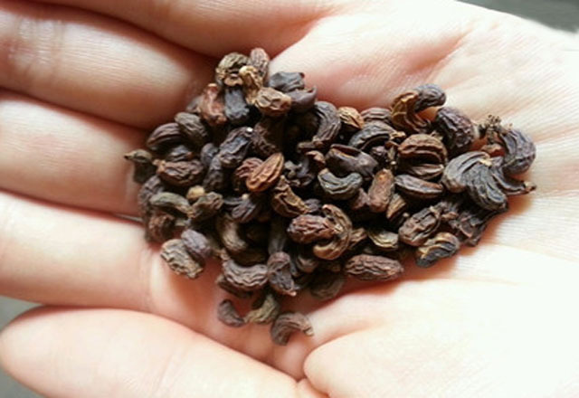 泡水|退休中医男性50岁以后，常用4样中药泡水喝，固肾气、养肾脏