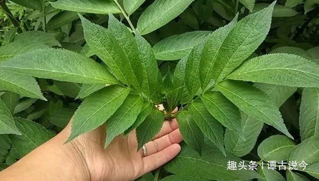 野草|农村人称“接骨草”,请别不当回事摘去玩,要珍惜,因为太珍贵