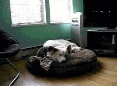 |搞笑GIF:看到最后那个动作 我悬着的心可算是放下了