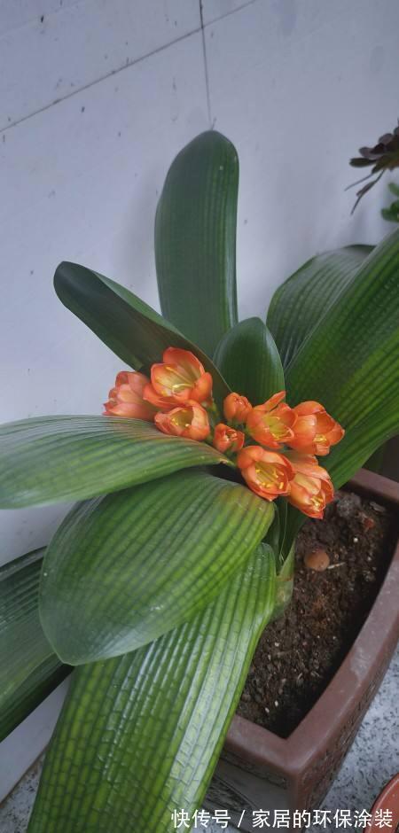 避开君子兰开花的“3大误区”,秋天大爆发,花箭拔得多