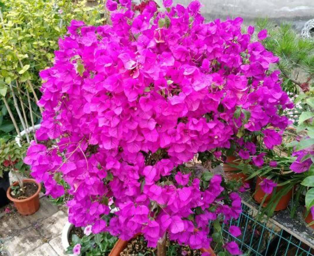 三角梅只长叶子不开花,该怎样去解决?做好3个方面