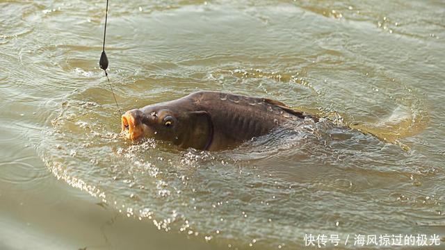 带钩调漂三步走找半水、找调目、找钓目，如此调漂稳、准、快