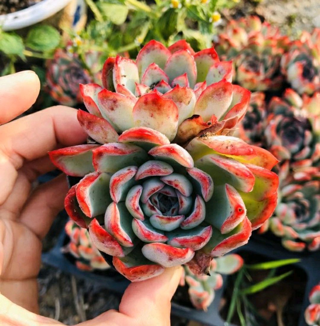 多肉徒长散乱不美观怎么办只需一个神操作,一盆变两盆还更美观