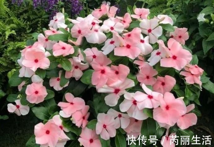 养花就养个花期长的,花大色艳,堪称是开花机器,养在阳台极美了