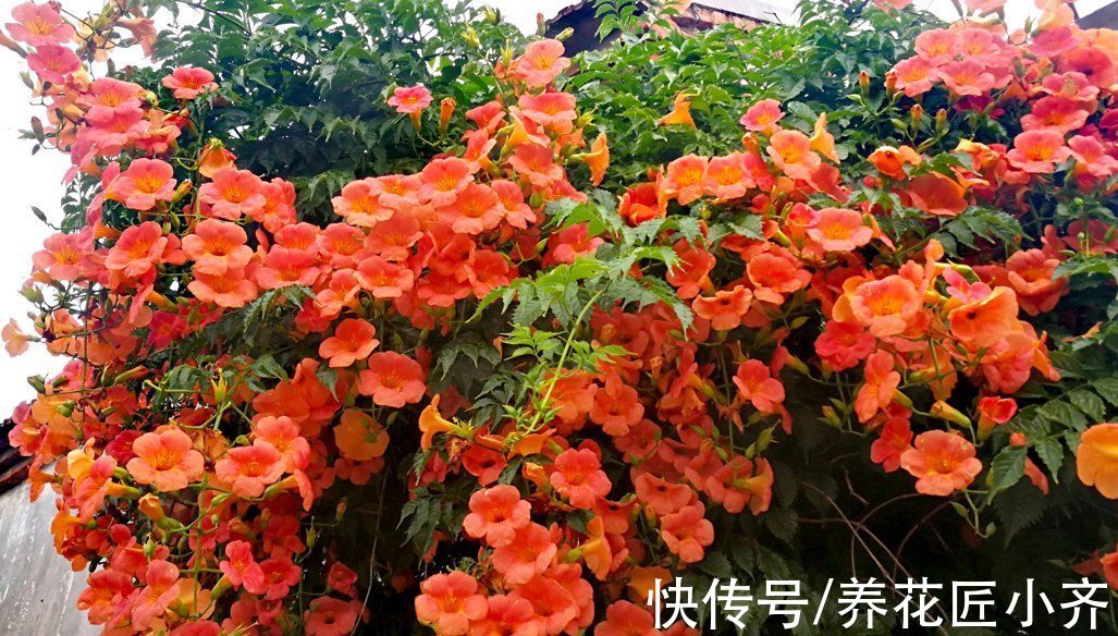 7种“爬藤花”，花园必须种一棵，1年爬满墙，开成花瀑布