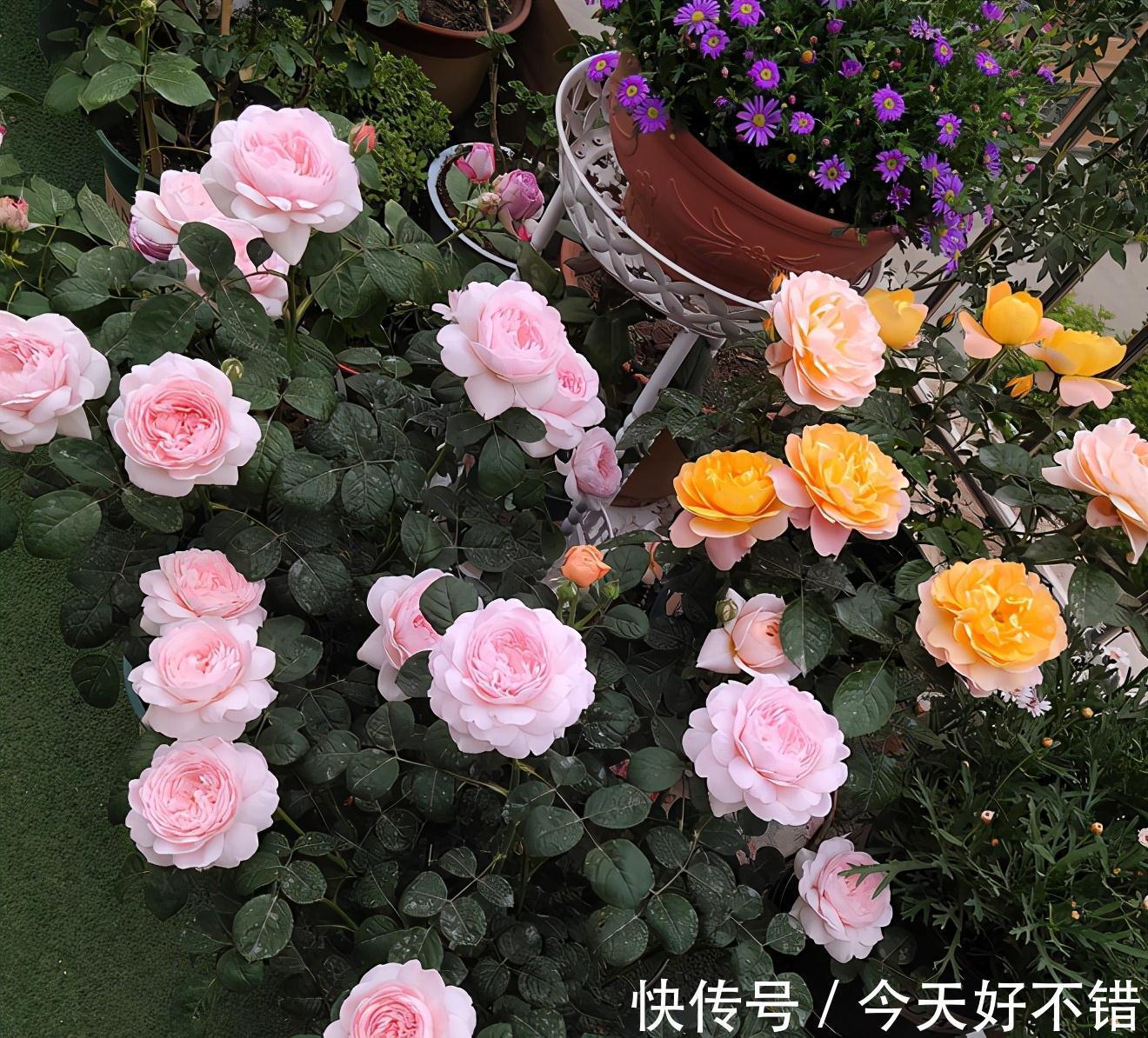 8种“漂亮花”,冬天要“虐着养”,越虐越健康,不然很难过冬