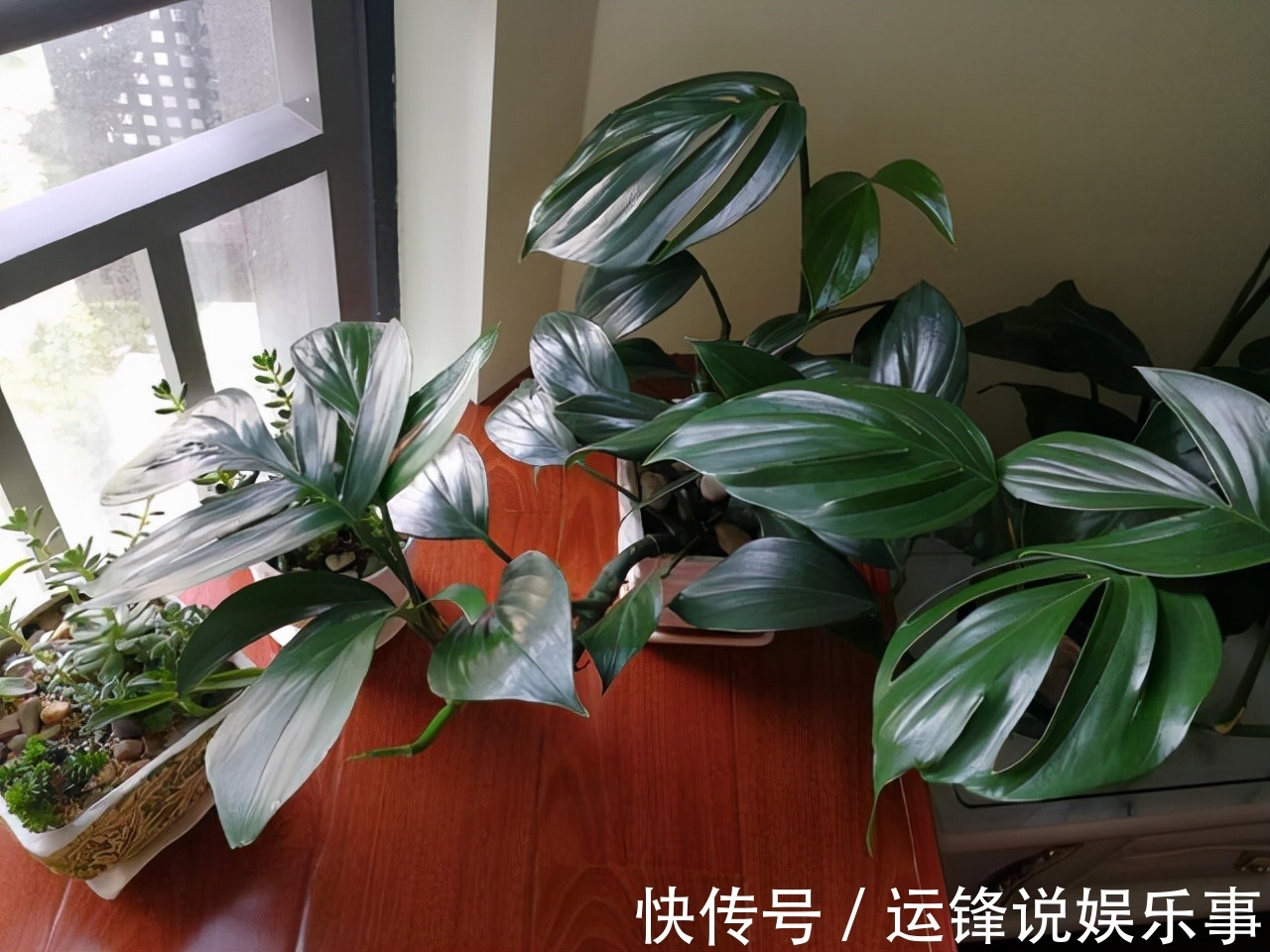 养护|6种花超耐阴,但凡有一丁点散射光,迅速爆满一屋子,美死了