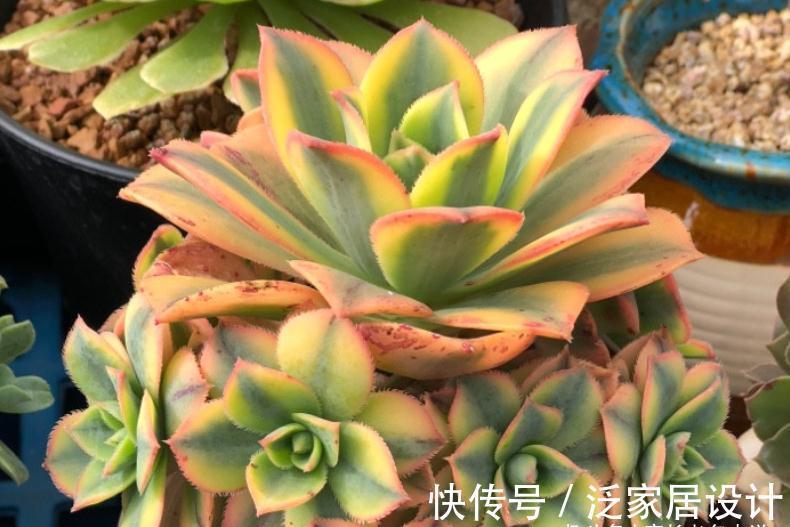 多肉艳日辉和星爆，一个好养到不像法师，另一个则颜值长期在线