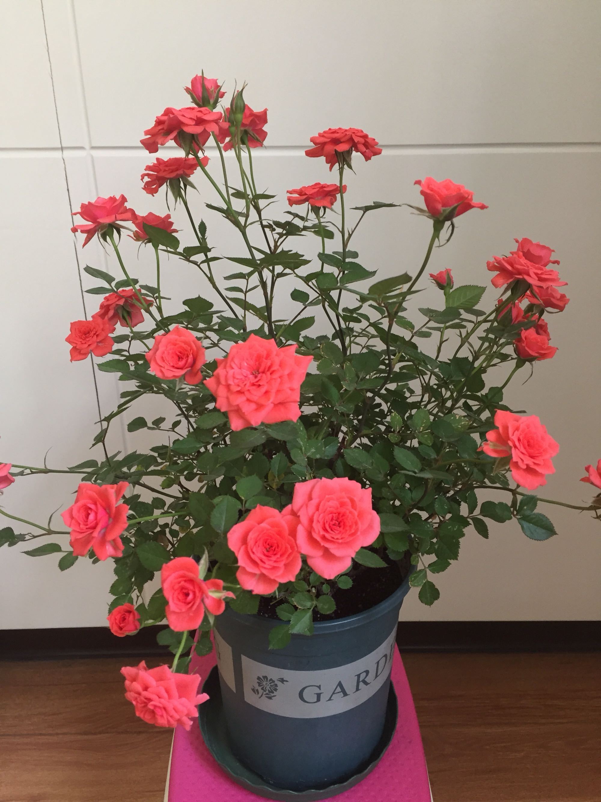 阳台养花选这款,全年开花,花多易爆盆,漂亮又好养,你值得拥有