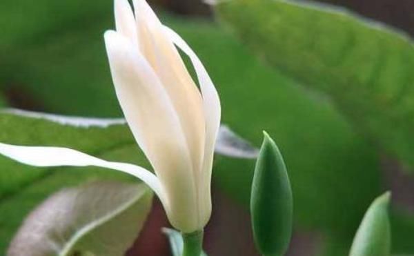 要注意|此花“再懒”的人也能养,一开就是大半年,没想到比桂花还要香