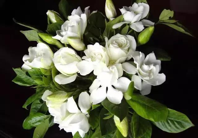 黄桷兰|适合家里养的十种带有香味的花,你家里有吗?