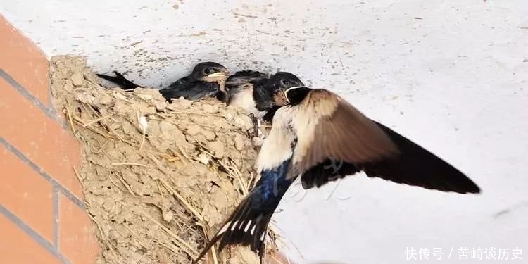 实人|古语:“家有三喜出能人,宅有四实人富贵”,指的是哪三喜四实?