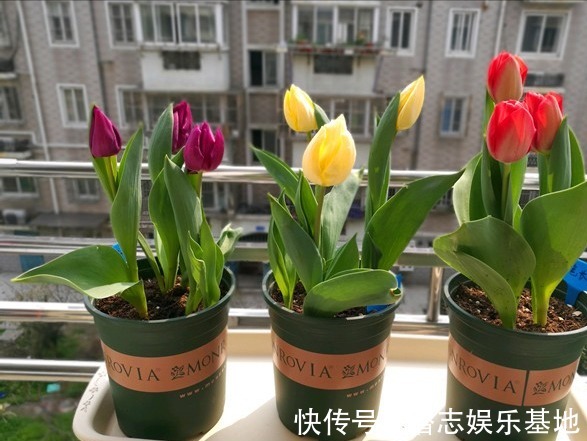 家里养花，避开8种“小毒花”，家里有老人孩子，孕妇的，别靠近