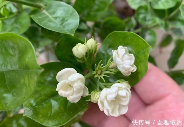 想要“茉莉花”开花多,做好“三点”,轻松爆满盆,满屋飘香