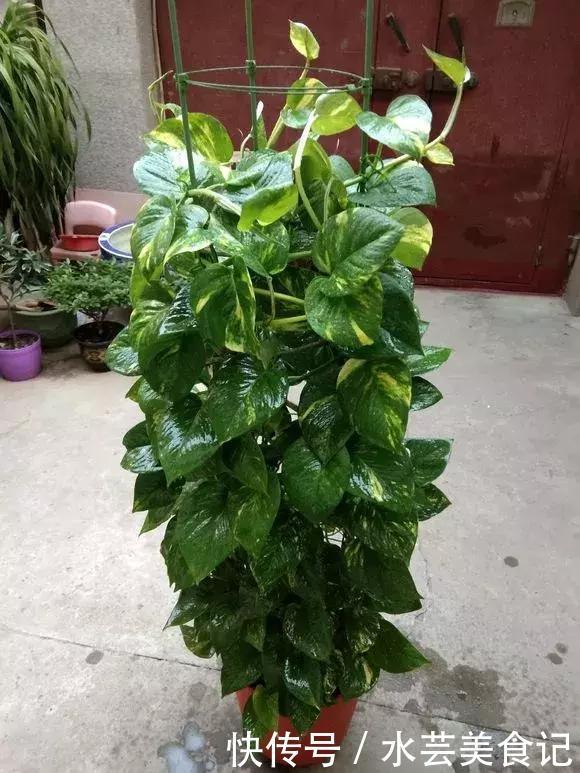 这6种花是“天然净化器”,家中养1盆,潜伏的甲醛也会吸干净!