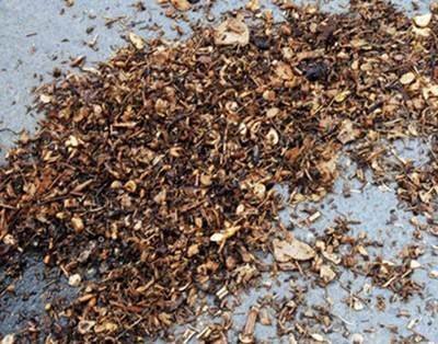 养花营养土不用买,5东西“捂一捂”,养花肥效好、不烂根