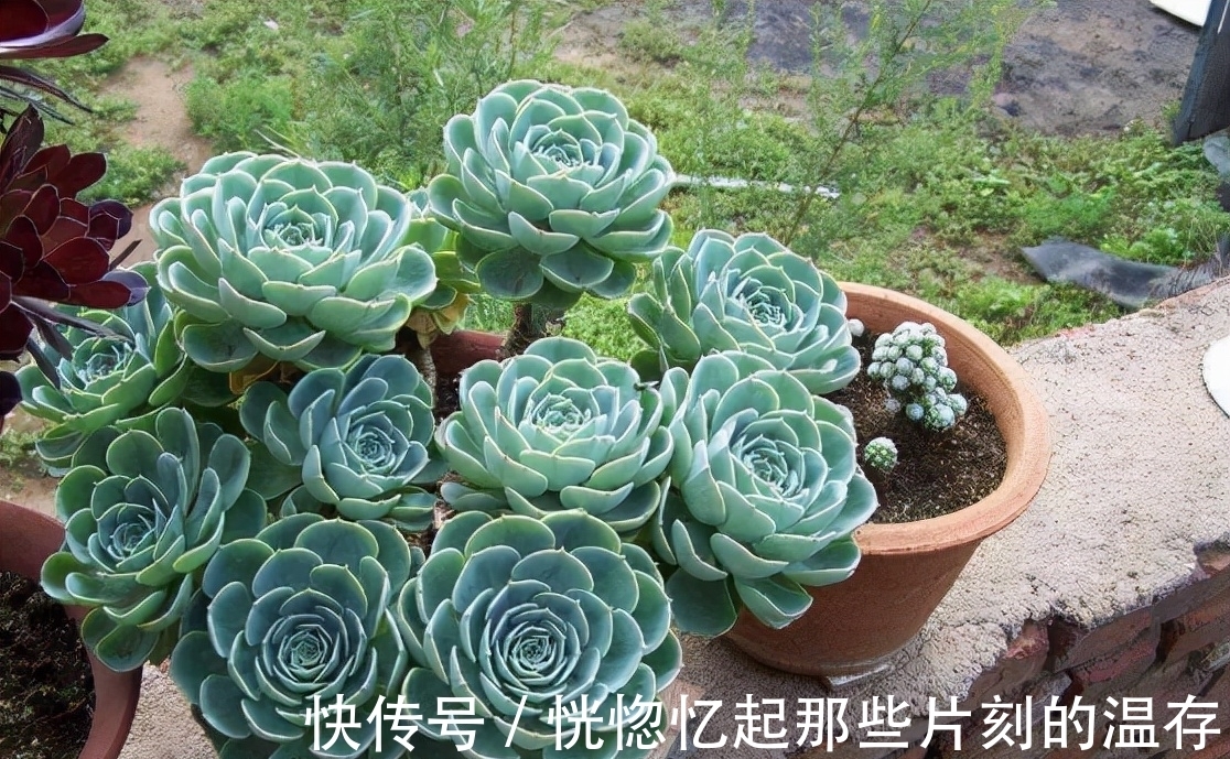 凝脂莲|10种颜值爆表的多肉植物,看看你家养了几种