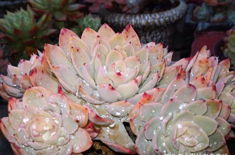 多肉很迷人,一旦入坑就很难出去,除非碰到6种让人郁闷的状况