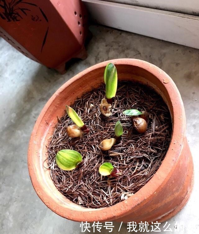 果实|君子兰“花败了”如何剪2种情况处理方法不同,剪错了就是损失!