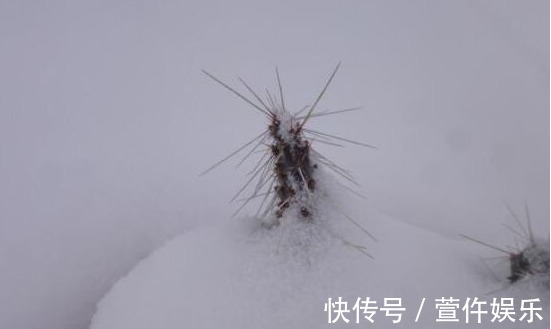 休眠|想让家里的仙人球开花爆盆，那怎么保证每年夏天爆盆呢