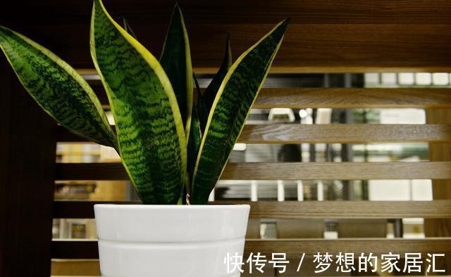 技巧|虎皮兰好养,学会了以下技巧,花纹还能随意变换,提升观赏价值