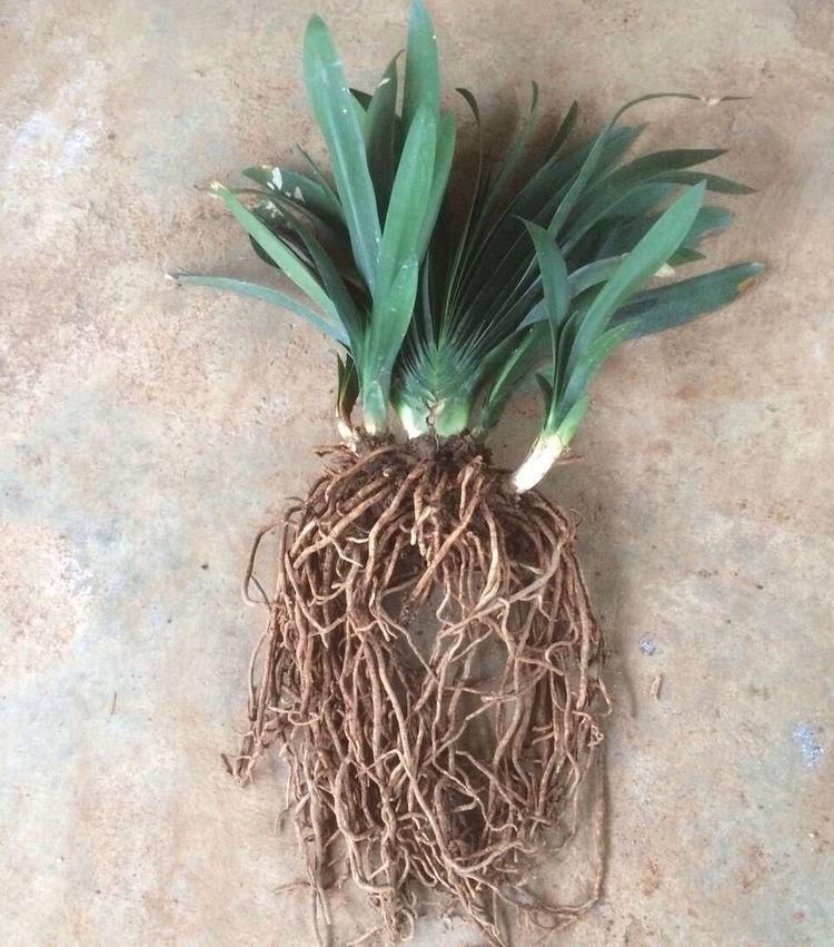 不需要扦插的5种花，把根“掰开”就是小苗，成活率真高