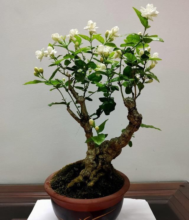 夏季|老桩茉莉开花更有“韵味”,学会4招,你也能养出老桩