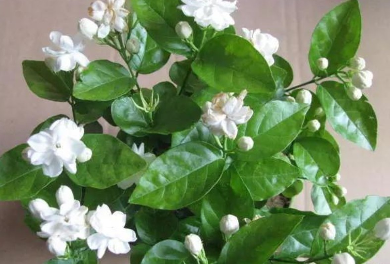 4种花,有“助眠”功效,提高睡眠质量,好养漂亮,越养越上瘾