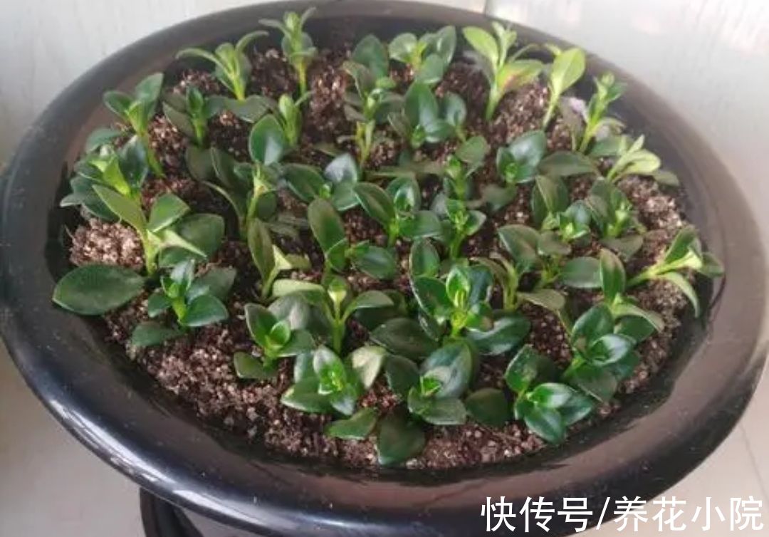 容易生根的7种花，剪根枝条就能插活，不用花钱买