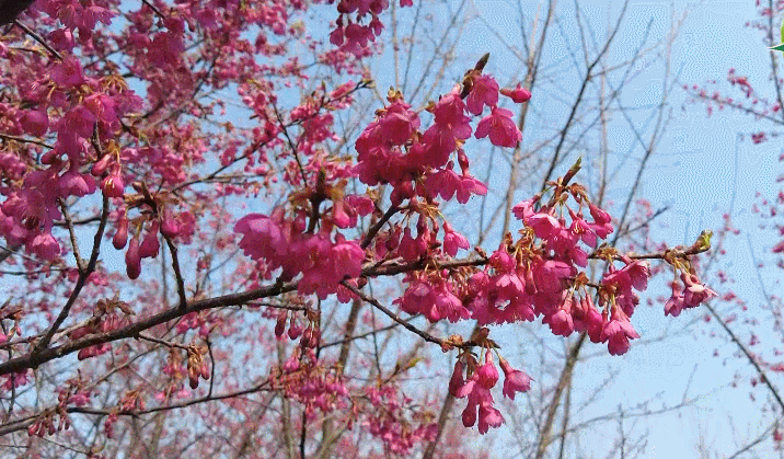 晚樱|美不胜收！今春平湖最早一批樱花悄然绽放！