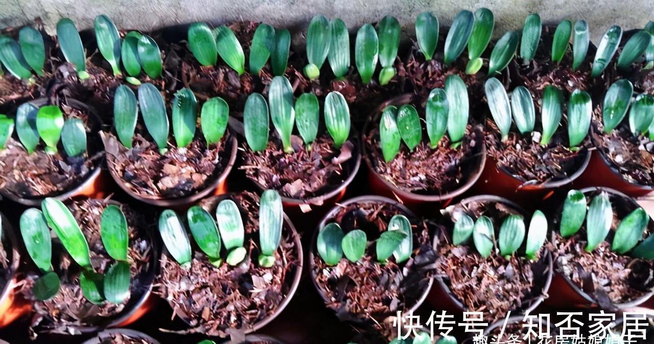 君子兰|君子兰一叶苗的栽培法,详细过程描述,只需要注意这几点就行