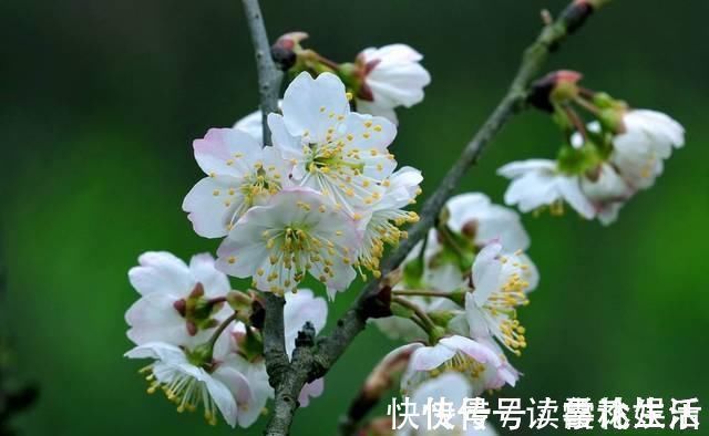 梨花$苏轼不多见的七言绝句,而其中感慨人生的悲凉,也是少见