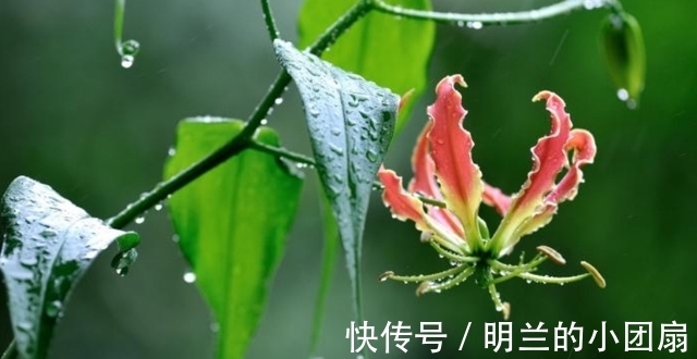 桃花|7月28号起，桃花绚烂，独爱一朵，姻缘美好，执手相伴，一世不分