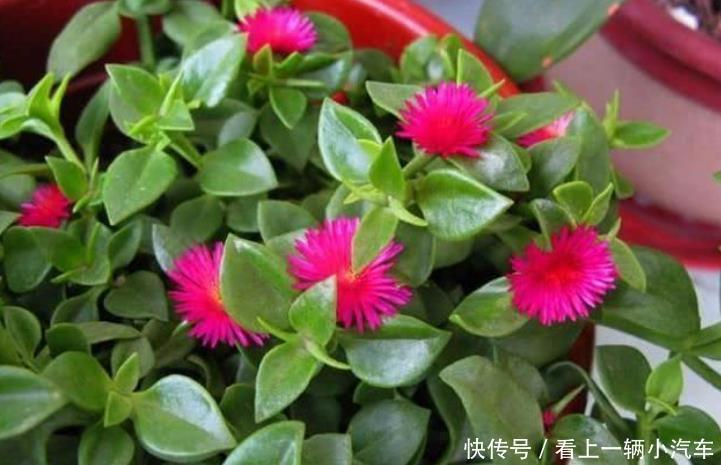 花朵|3种花花朵硕大、花期长,看了就让人沉醉,年年开花不断,美!