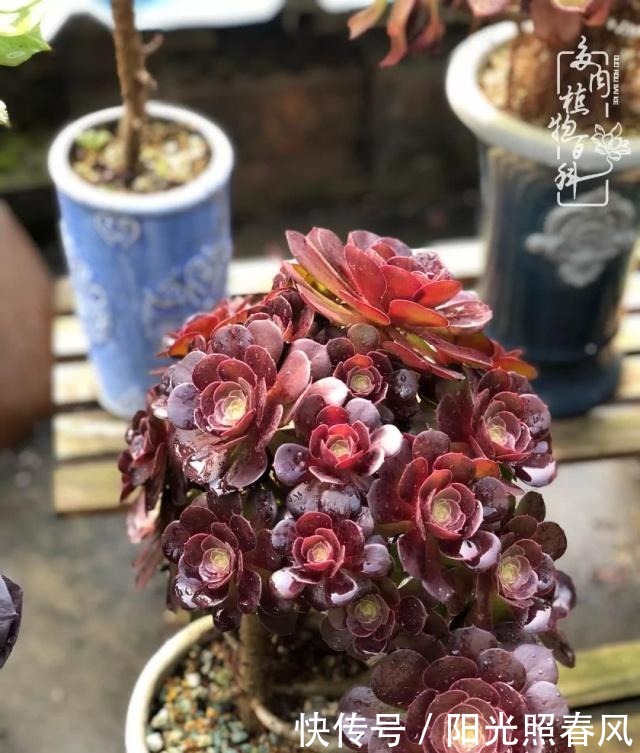 多肉法师欣赏在最美法师季,法师丛中一定住着小天使!