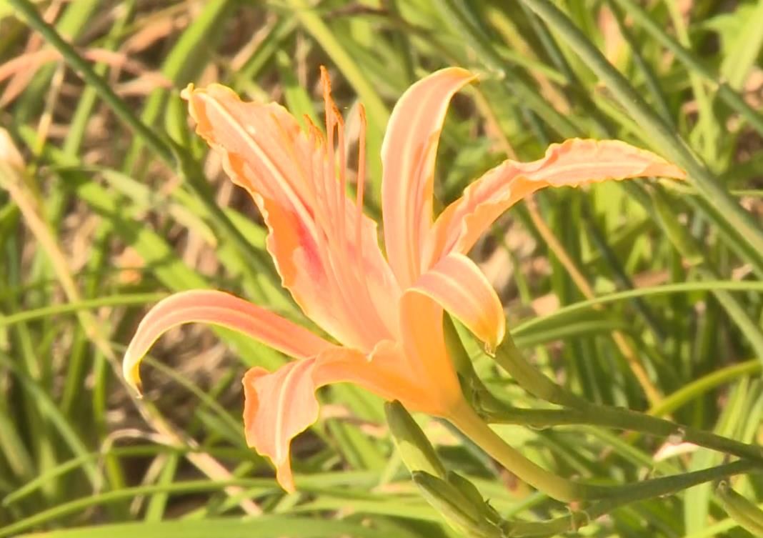 凌霄花|夏秋时节，一起来信安湖畔走花路~