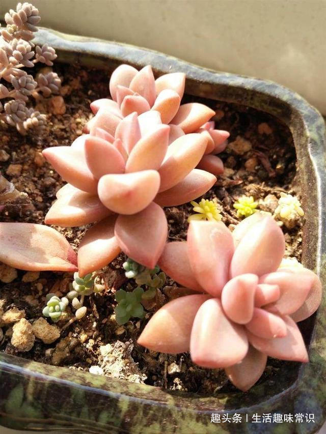 蛋壳掺土“喂”多肉植物,生的熟的用哪种