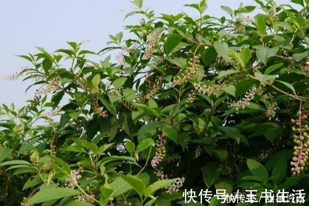 生命力|农村中一种不起眼的野草，用来泡脚可治疗脚气，见到可不要错过