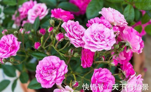 四种花卉不舍得剪怎么能行？越不剪长得越慢、越不好看