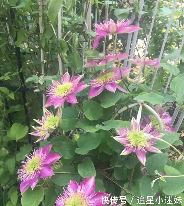 有了30平方的小院,能将日子过成了诗简单而精致,优雅而从容