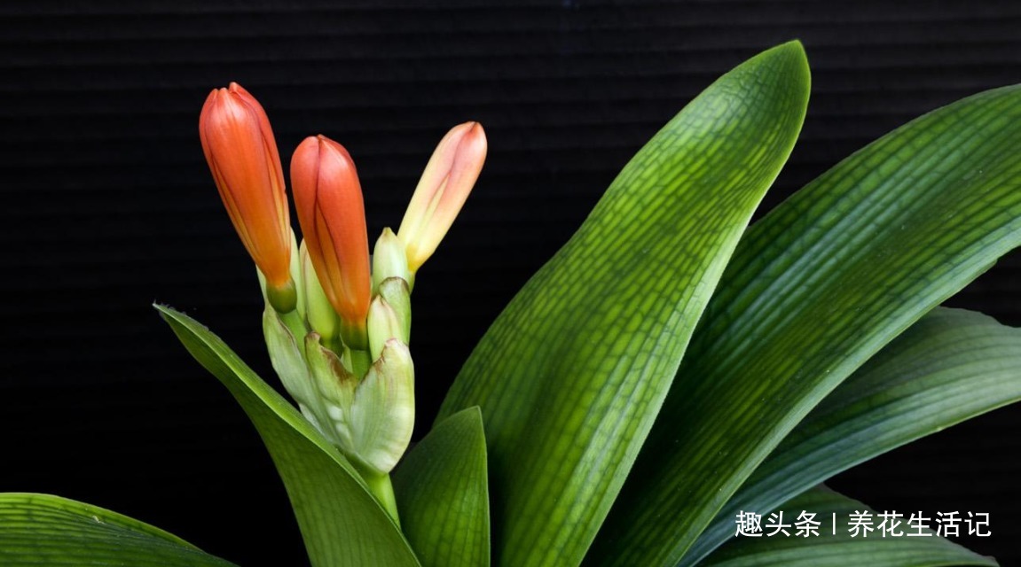 君子兰生长慢，使用点“蛋肥”，根系健壮枝叶绿，花朵绽放艳丽