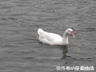 点画&《兰亭序》点画之四三点水、横三点、横四点、聚四点