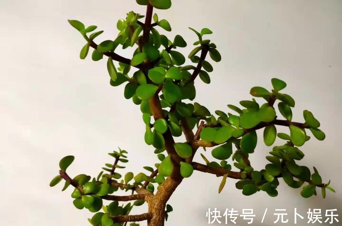 浇水|盆栽金枝玉叶,学会5个养护小技巧,枝叶茂盛,2年长成小“老桩”