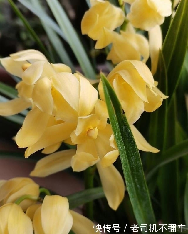 这款兰花,通体金黄耀眼,香味浓郁持久,比绿萝还好养,适合新手